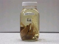 藏品(大型海緋鯉)的圖片